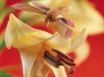 Tapety na plochu - Lily Flowers