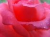 Tapety na plochu - Rose Smile