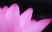 Tapety na plochu - Lotus Cup