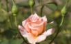 Tapety na plochu - Pink Rose