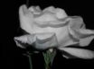 Tapety na plochu - Ice Cold Rose