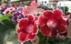 Tapety na plochu - Japan Rose