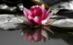 Tapety na plochu - Water Lily