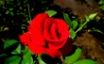 Tapety na plochu - Illuminous Rose