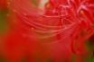 Tapety na plochu - Red Flower