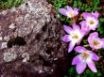 Tapety na plochu - Mauve Flower