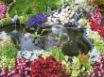 Tapety na plochu - Nature Flowers