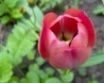Tapety na plochu - Tulip