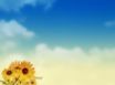 Tapety na plochu - Sun Flower