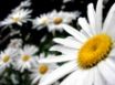 Tapety na plochu - White Flowers