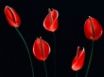 Tapety na plochu - Red Flower