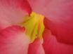 Tapety na plochu - Under Petals