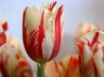 Tapety na plochu - Red Striped Tulip
