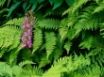 Tapety na plochu - Fringed Orchid