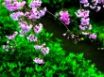 Tapety na plochu - Spring Contrasts