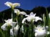 Tapety na plochu - Immaculate Bloom