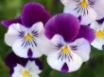 Tapety na plochu - Park Flowers
