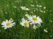 Tapety na plochu - Spring flowers