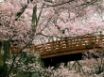 Tapety na plochu - Cherry Blossom