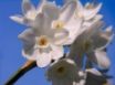 Tapety na plochu - Daffodils