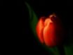 Tapety na plochu - Discrete Tulip
