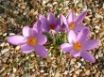 Tapety na plochu - 4 Crocuses