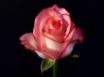 Tapety na plochu - Pink Rose