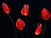 Tapety na plochu - Red & Black