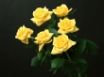 Tapety na plochu - Six Roses