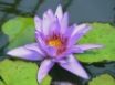 Tapety na plochu - Lilac Lilly