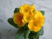 Tapety na plochu - Primroses