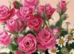 Tapety na plochu - Home Roses