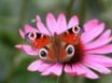 Tapety na plochu - Peacock Butterfly