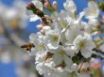 Tapety na plochu - Springtime Blossoms