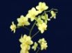 Tapety na plochu - Orchideas