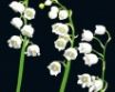 Tapety na plochu - Lily of the valley