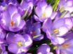 Tapety na plochu - More Crocuses