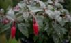 Tapety na plochu - Fusia after Rain