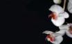 Tapety na plochu - White Orchid