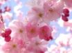 Tapety na plochu - Spring Feeling
