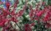 Tapety na plochu - Spring in Flower