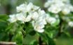 Tapety na plochu - Spring Tree
