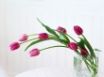 Tapety na plochu - Home Flower