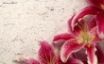 Tapety na plochu - Decor Lily