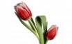 Tapety na plochu - Tulip Model