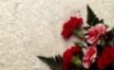 Tapety na plochu - Carnation Decor