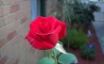 Tapety na plochu - Rose