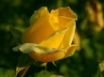 Tapety na plochu - Rose Of Gelosy
