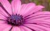 Tapety na plochu - Pink flower