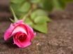 Tapety na plochu - Pink rose